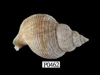 藏品(修飾峨螺)的圖片